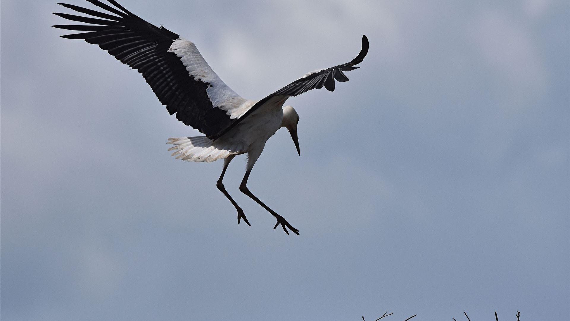 Landeanflug 