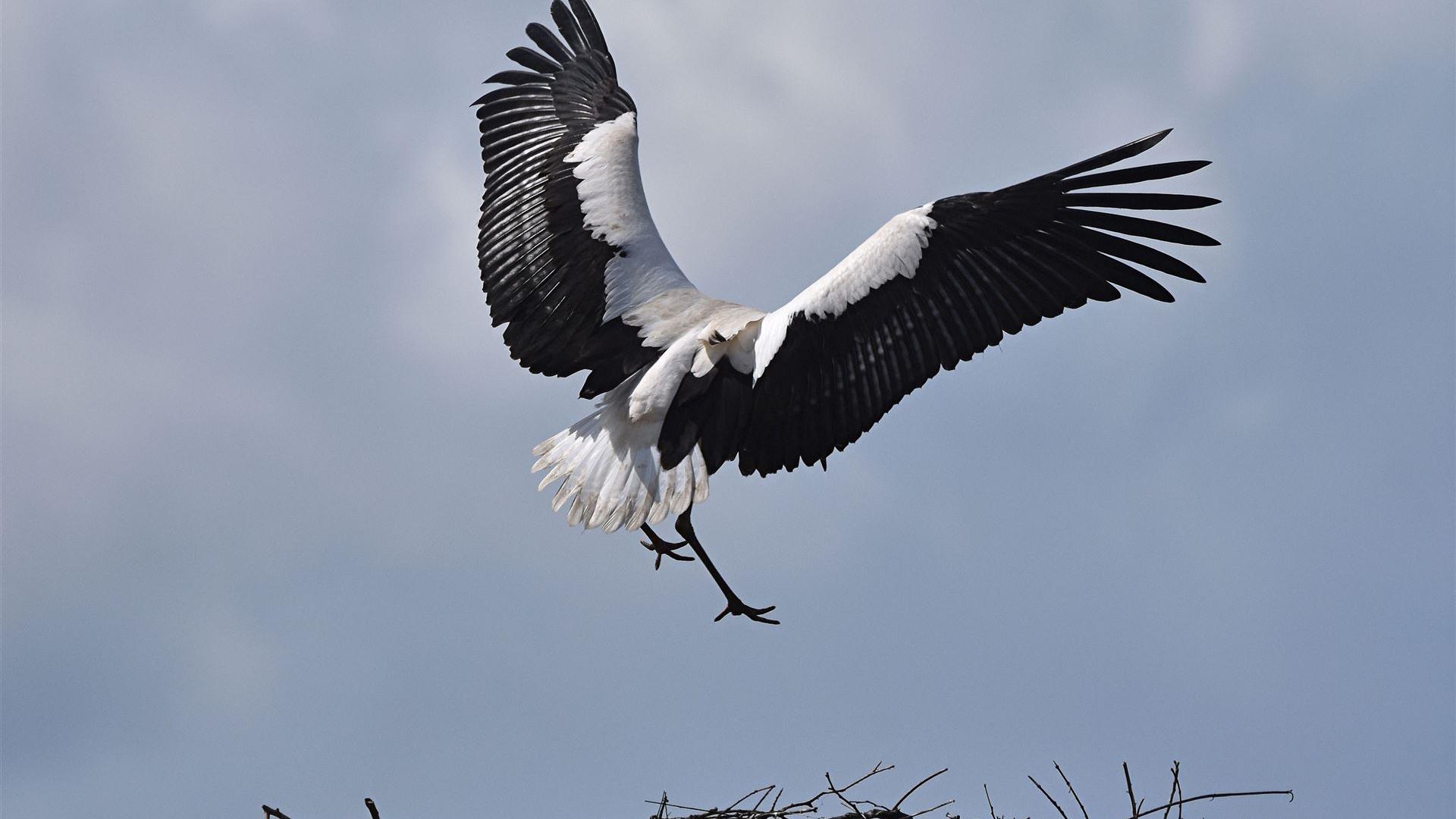 Landeanflug 