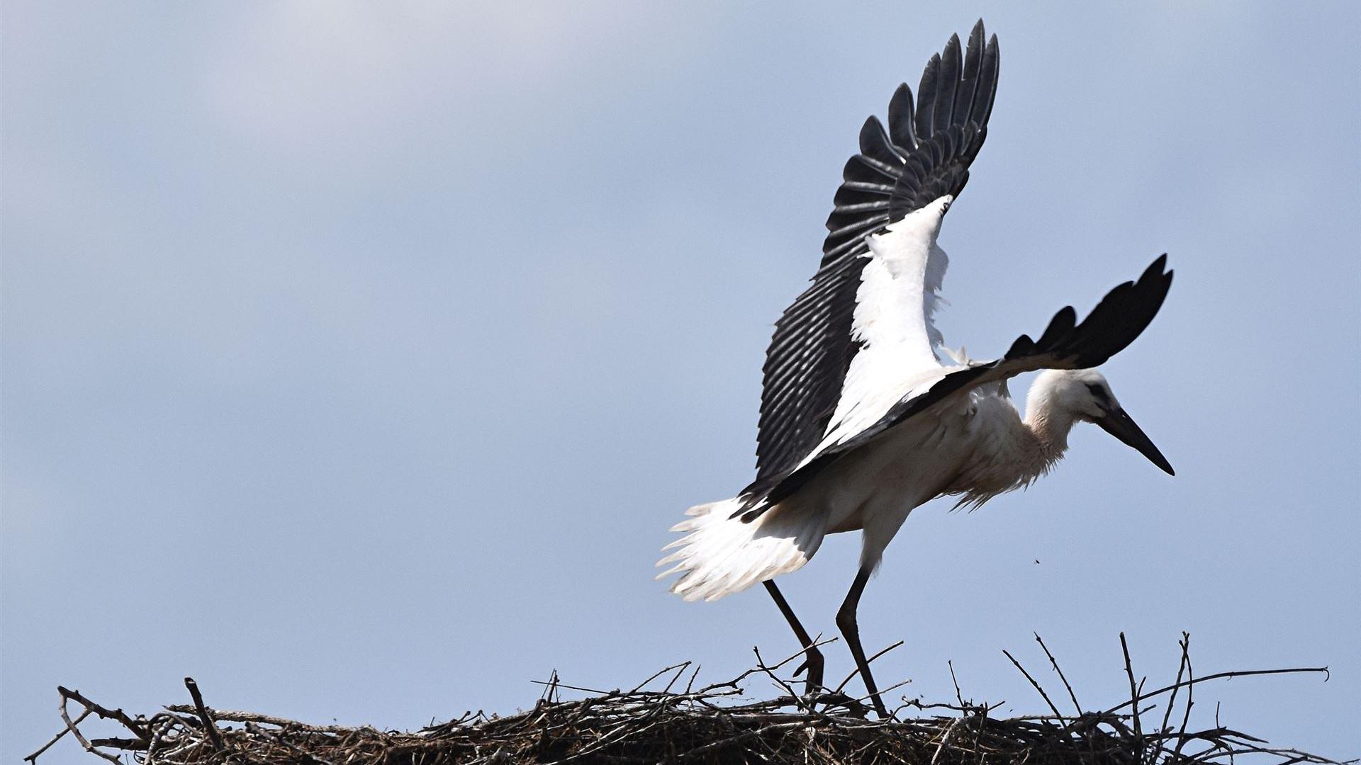 Landeanflug 