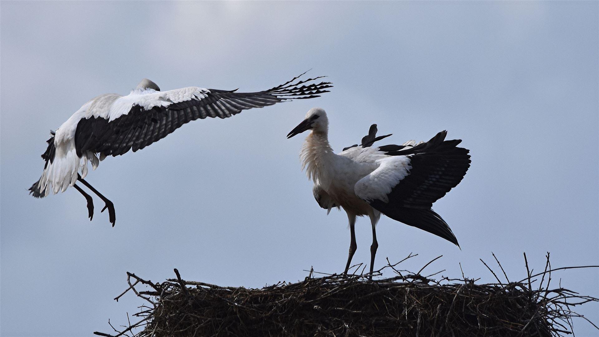 Landeanflug 