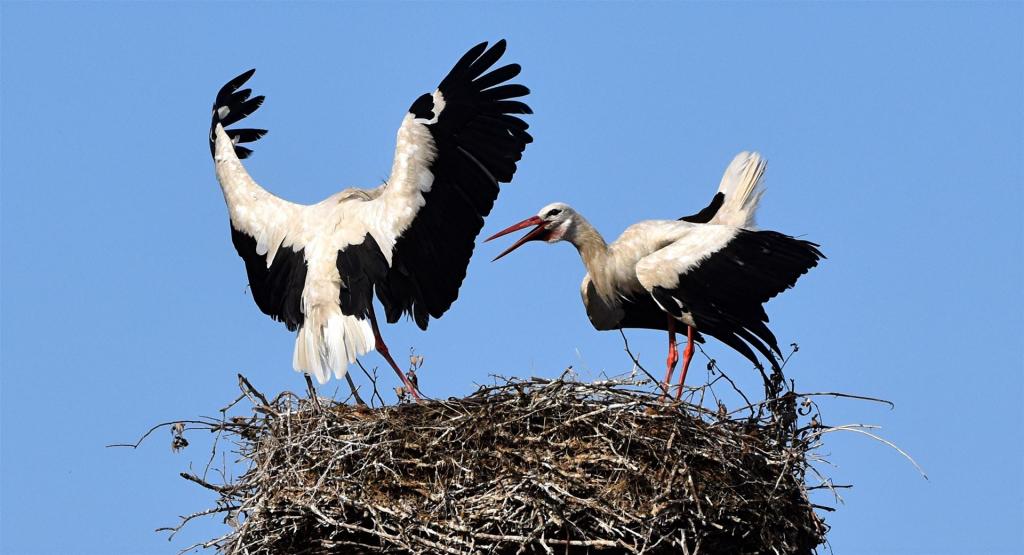 Schutzschild vom Storch
