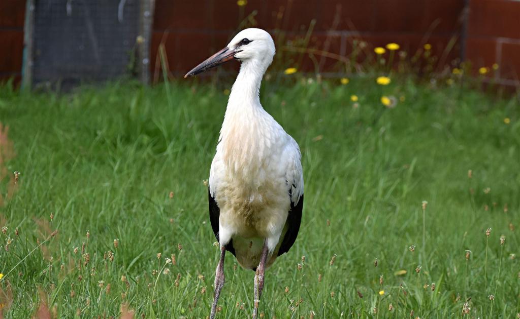 Jungstorch im grünen Gras