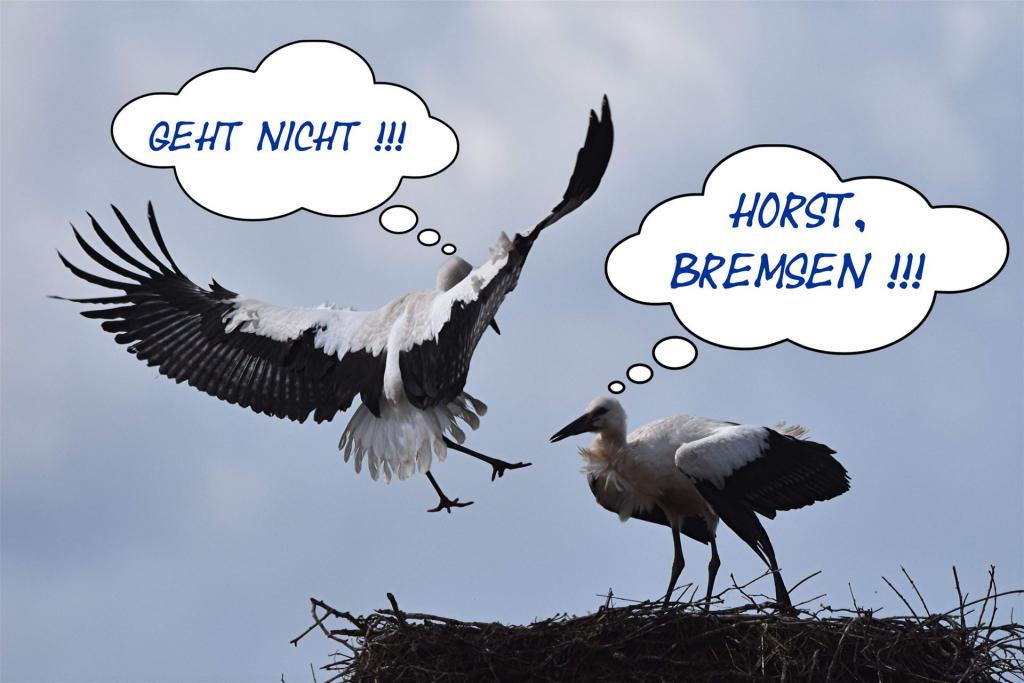 Bremsversuch eines Jungstorches
