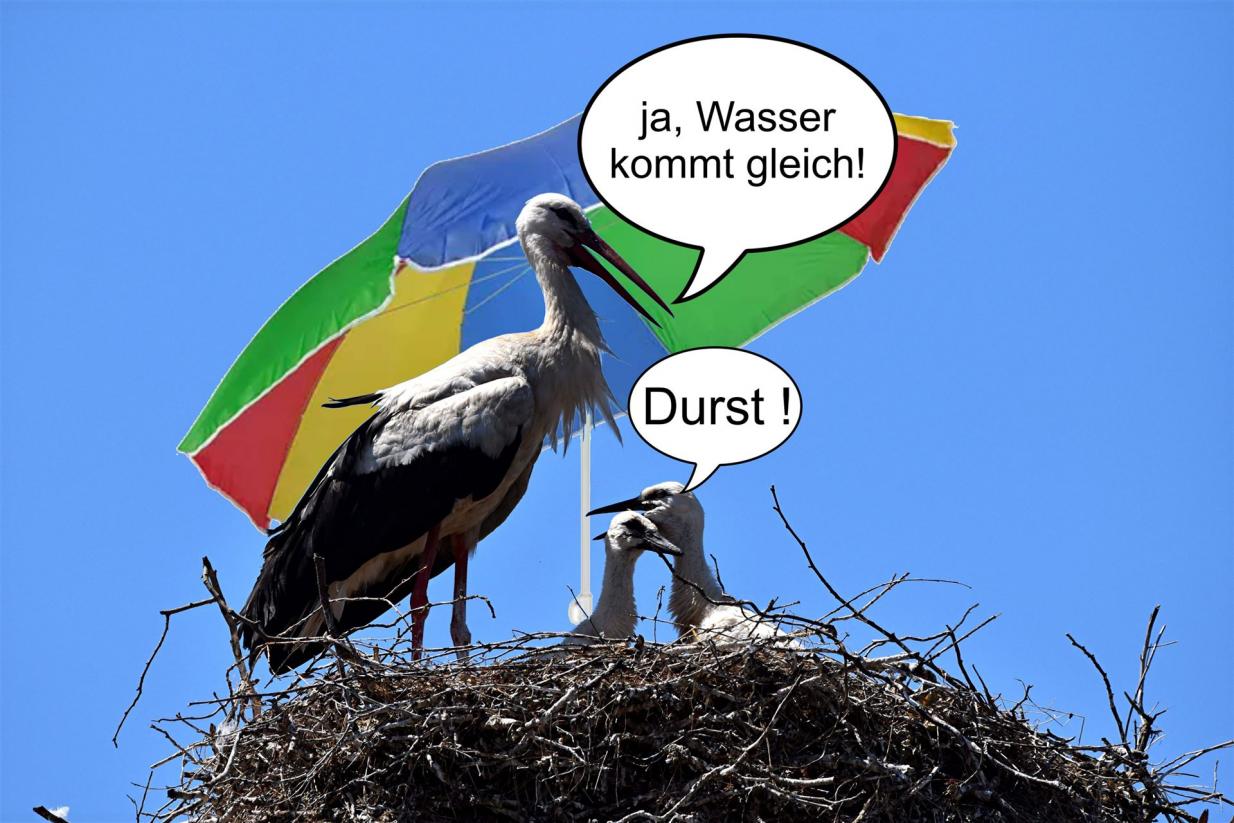 Auch Jungstörche haben viel Durst