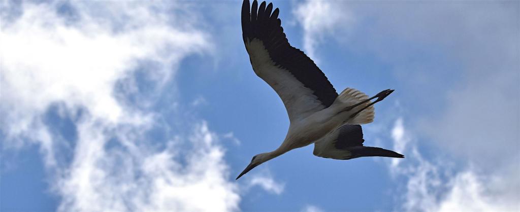 Jungstörche fliegen