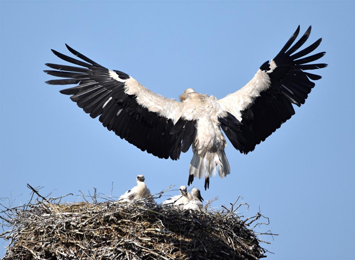 Futter im Anflug