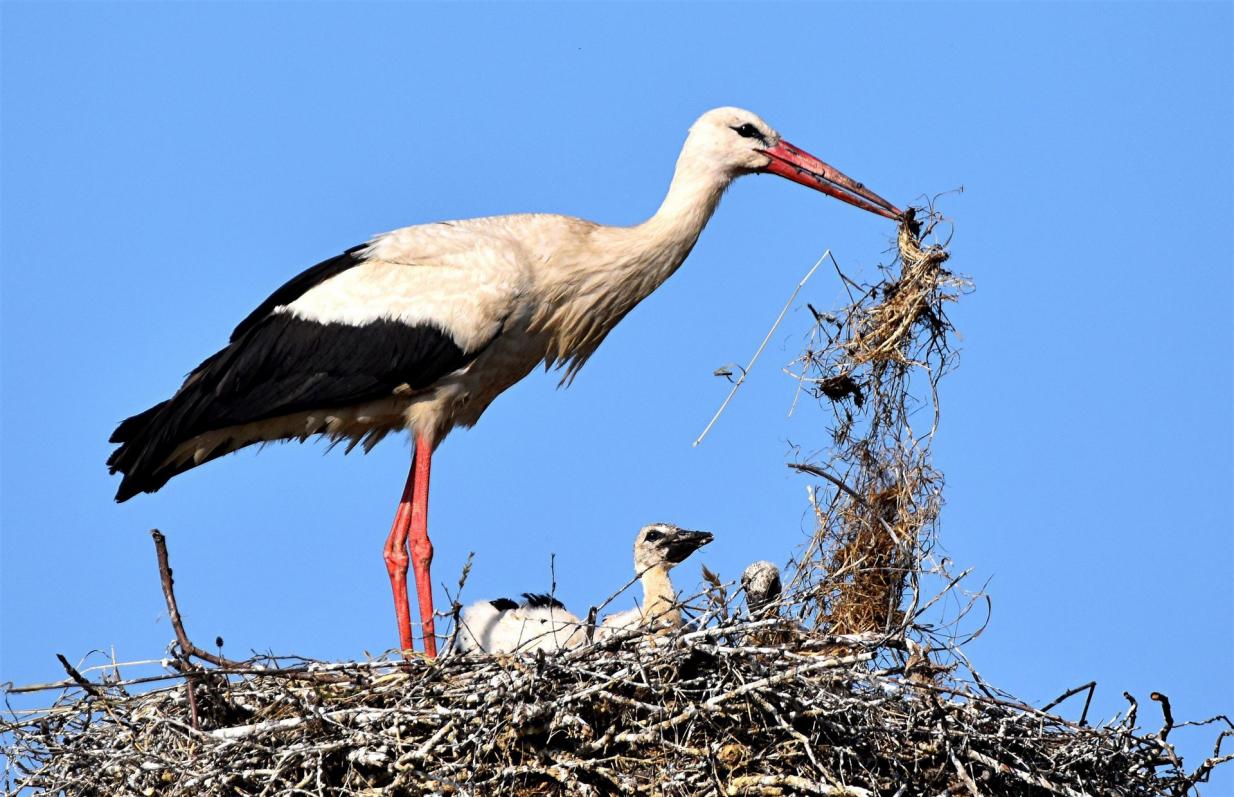 Nest-Aufräumarbeiten