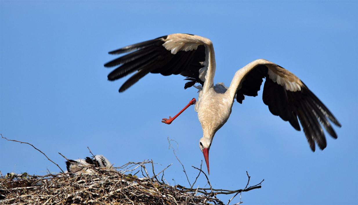 Abflug zur Futtersuche
