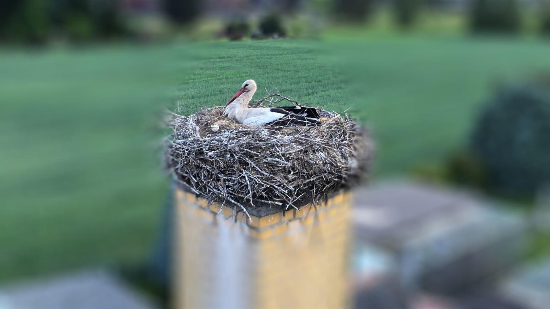Brütender Storch am 27.05.2025