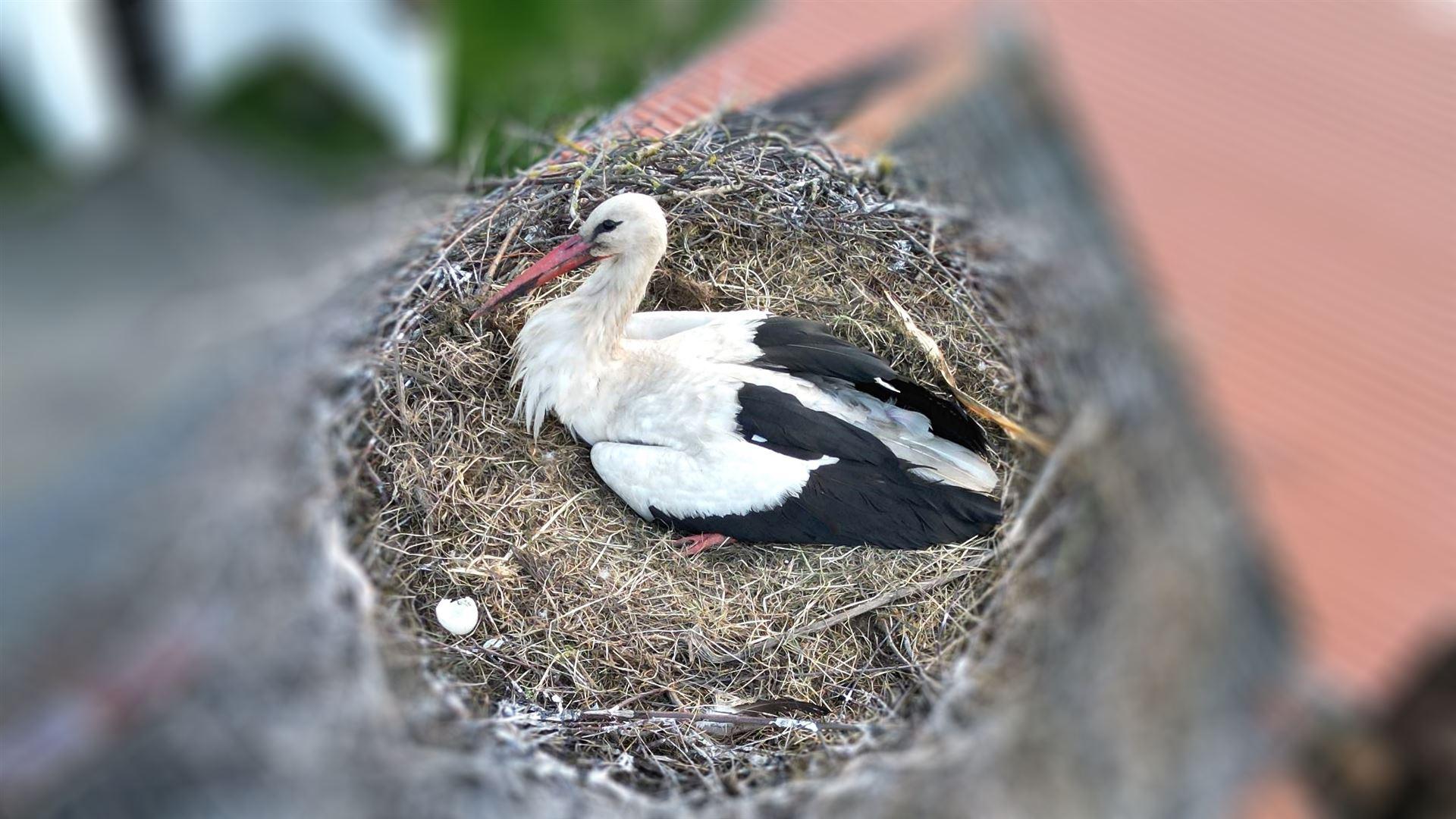 Brütender Storch am 27.05.2025