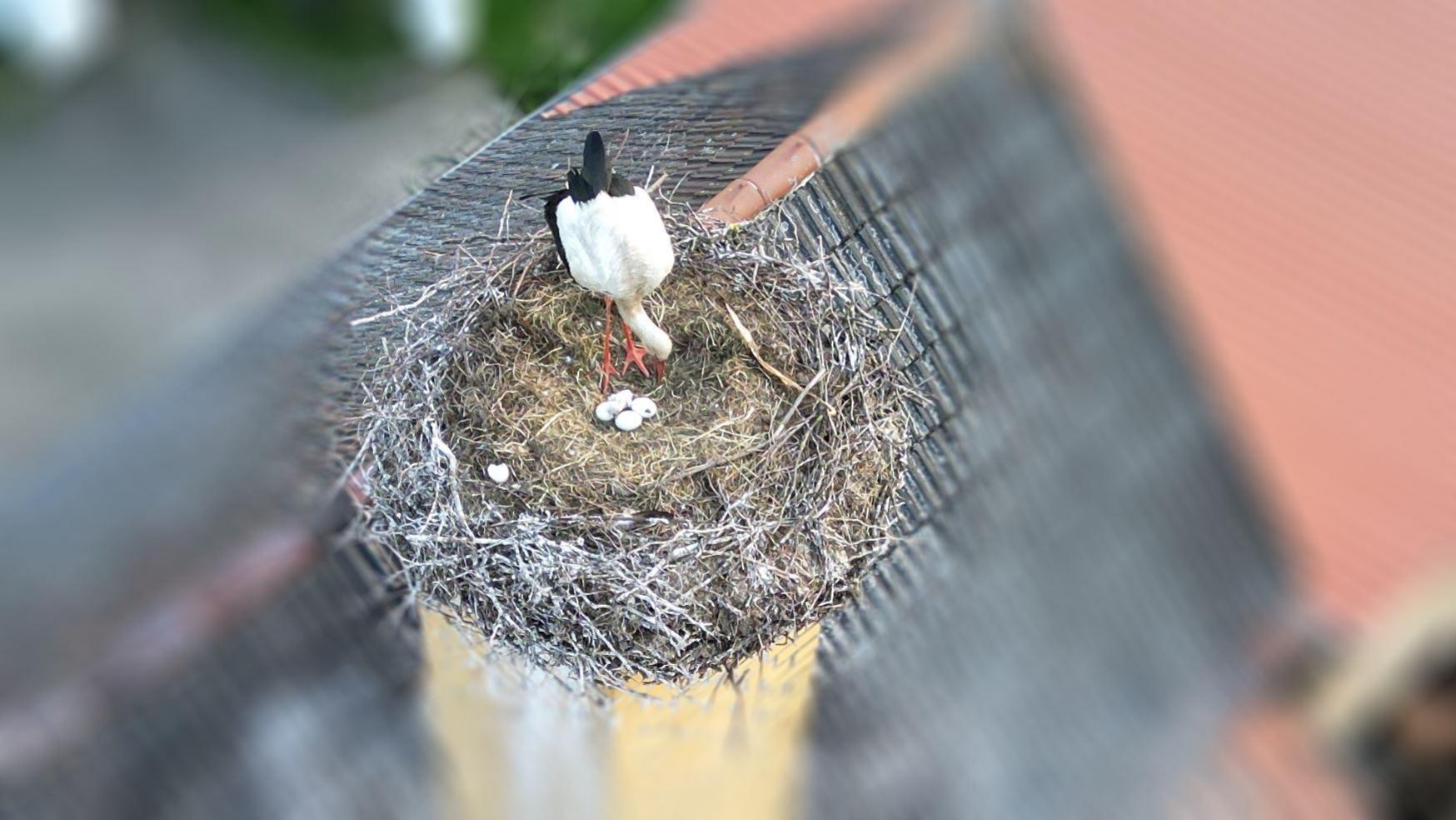 Brütender Storch am 27.05.2025