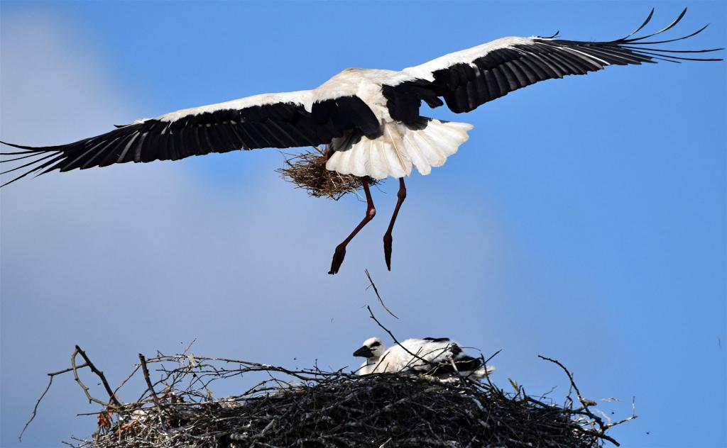Anflug mit Futter