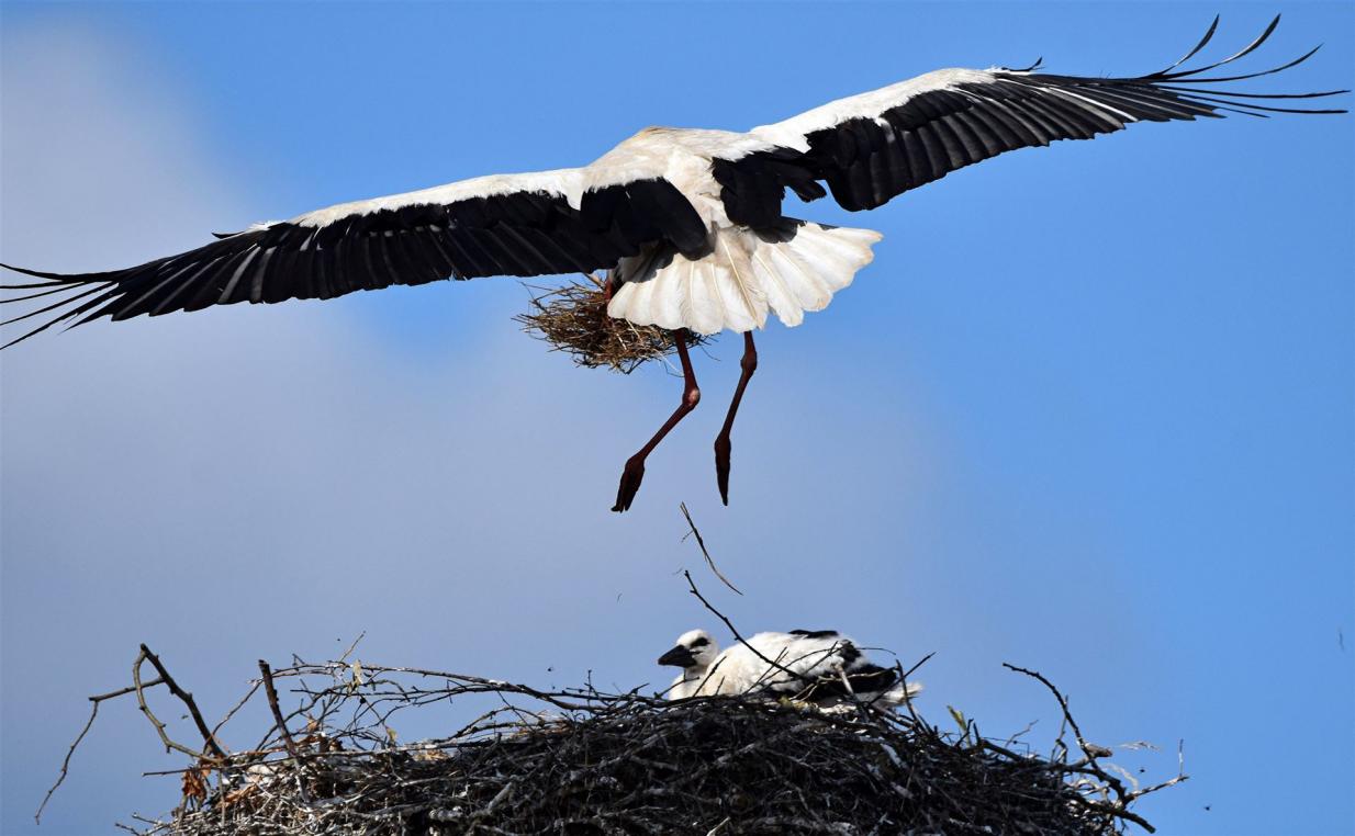 Anflug mit Futter