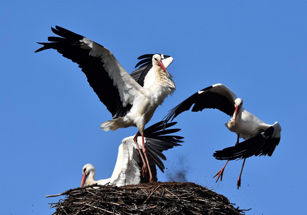 Angriff auf das besetzte Storchennest in Groß Düben Angriff auf das besetzte Storchennest in Groß Düben