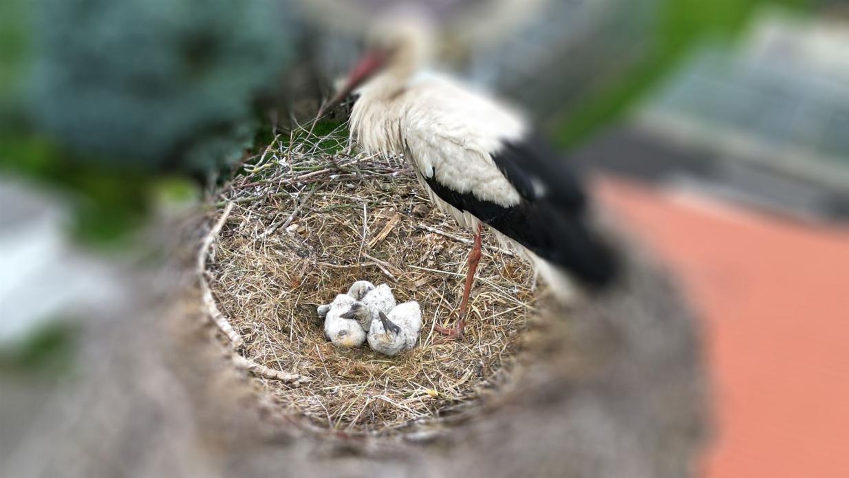 Jungstörche im Nest am 07.06.2025