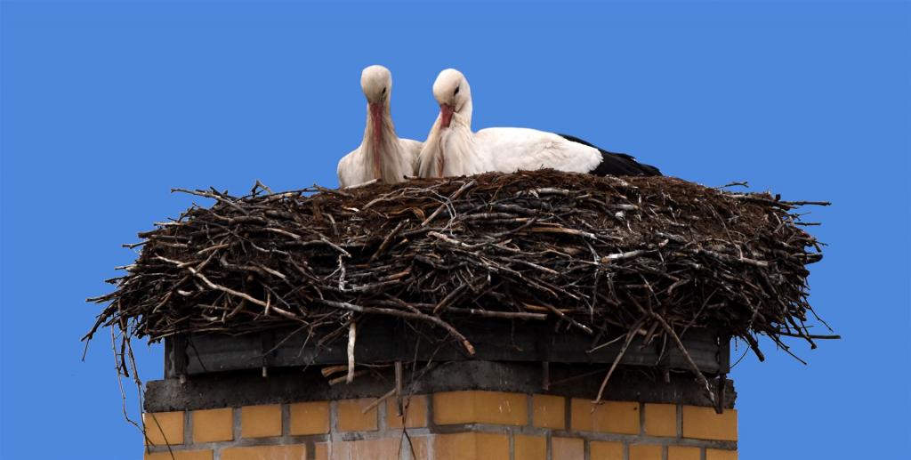 Störche kuscheln im Nest