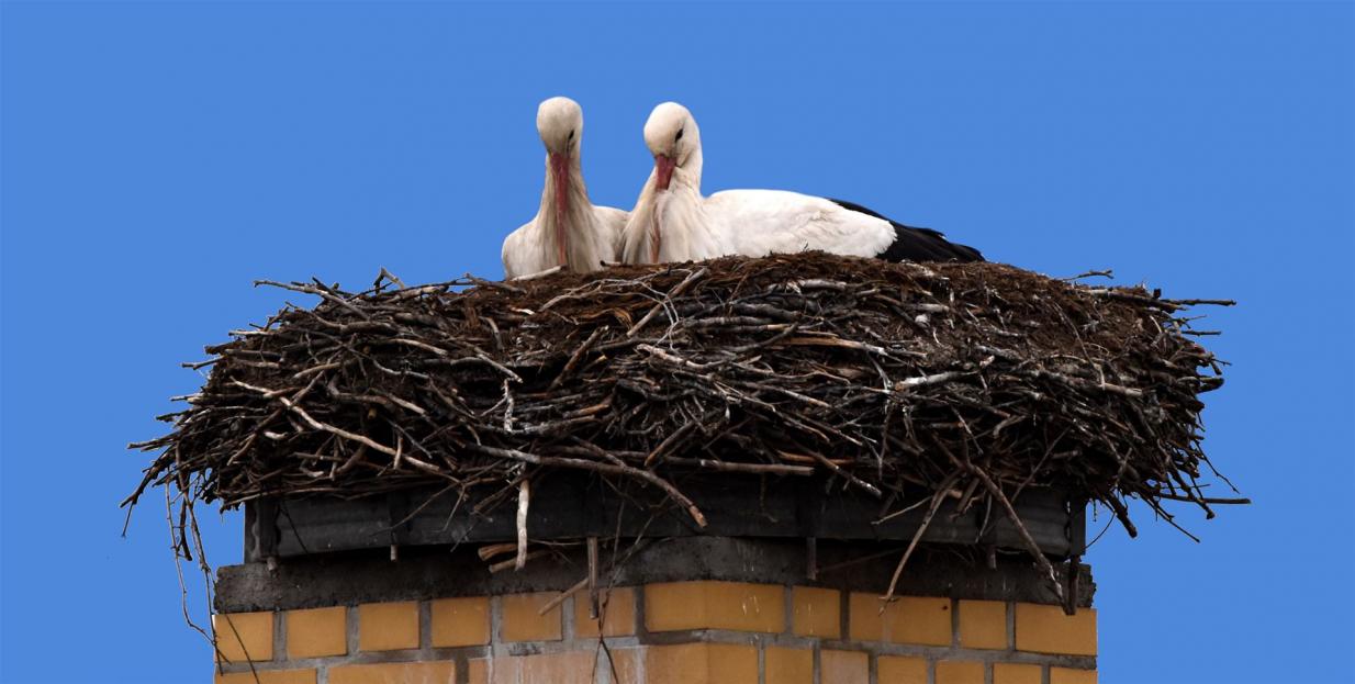 Störche kuscheln im Nest