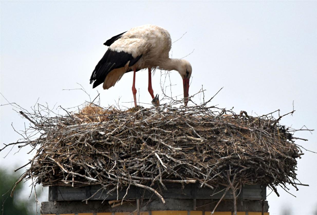 Jungstorch streckt Hals über das Nest Jungstorch streckt Hals über das Nest