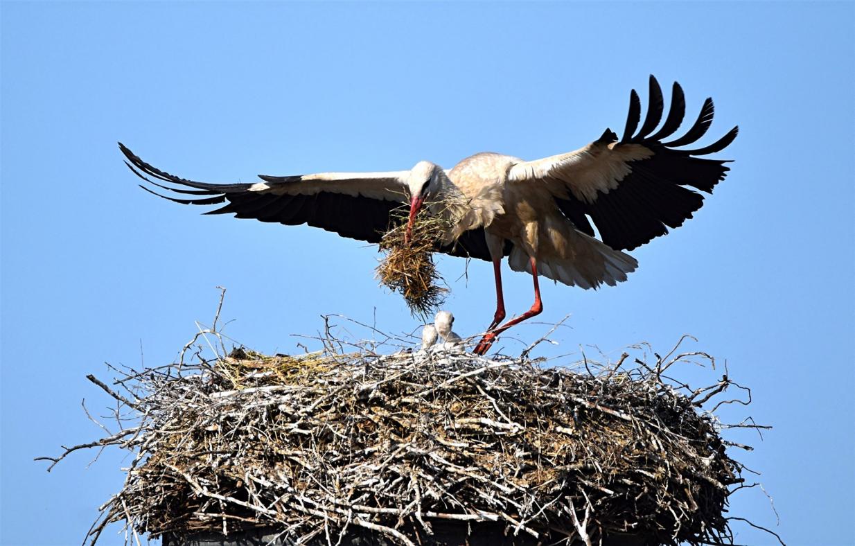 Storch mit futter im Schnabel Storch mit futter im Schnabel
