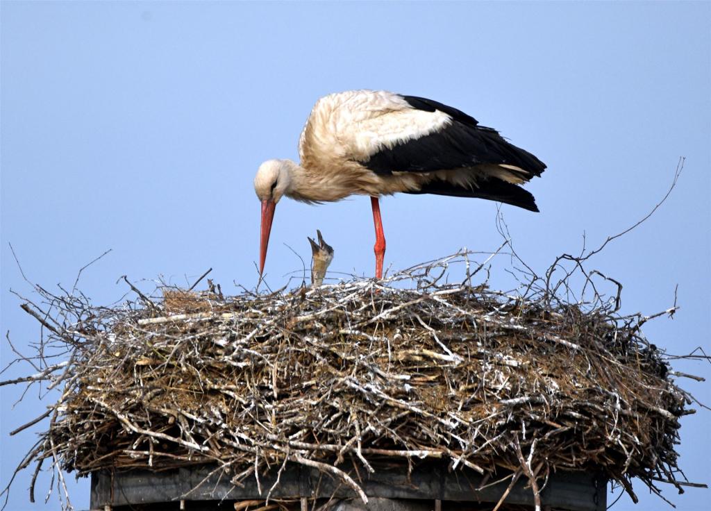 Jungstorch bettelt um Futter
