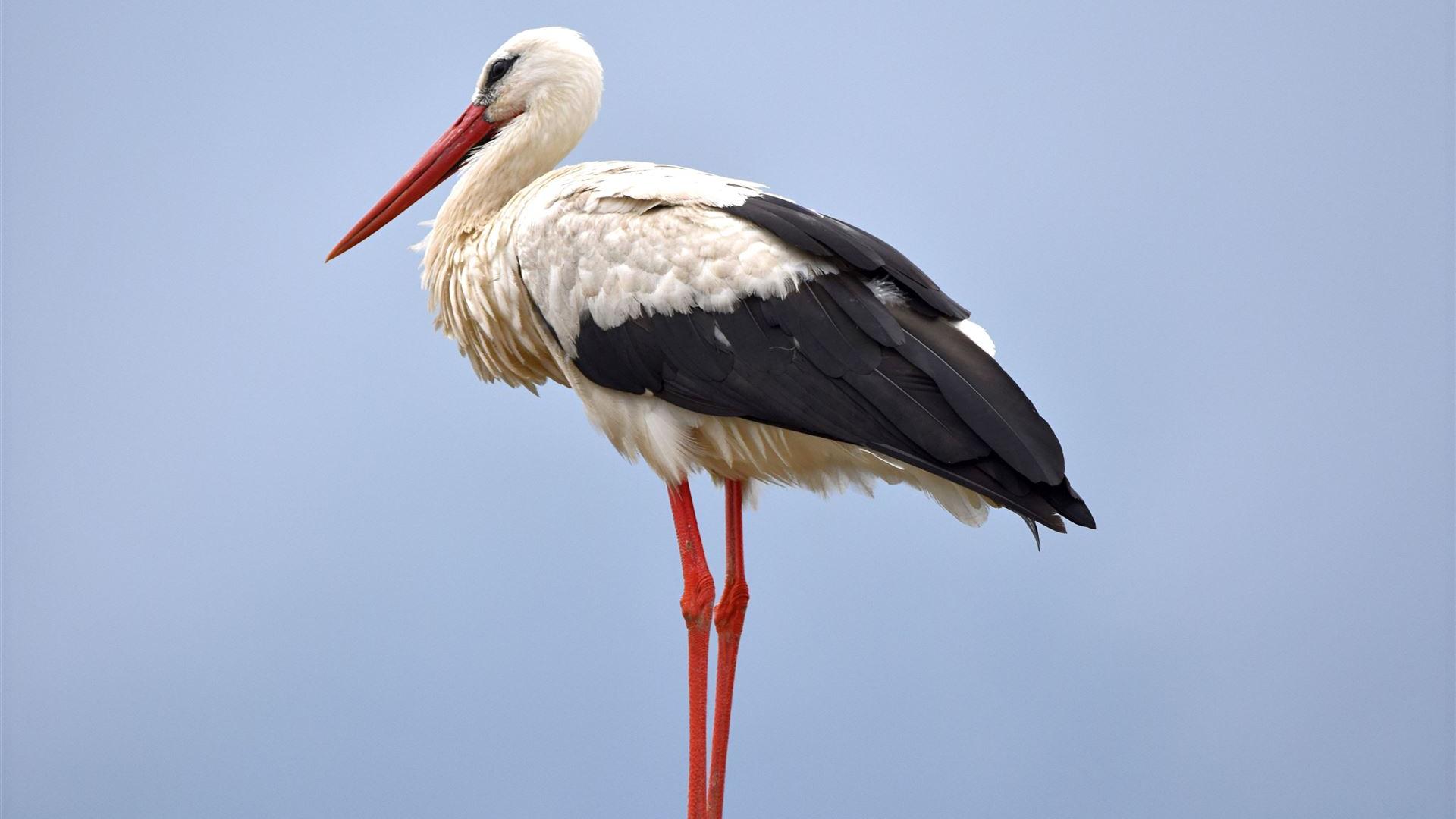 Storch auf Mast