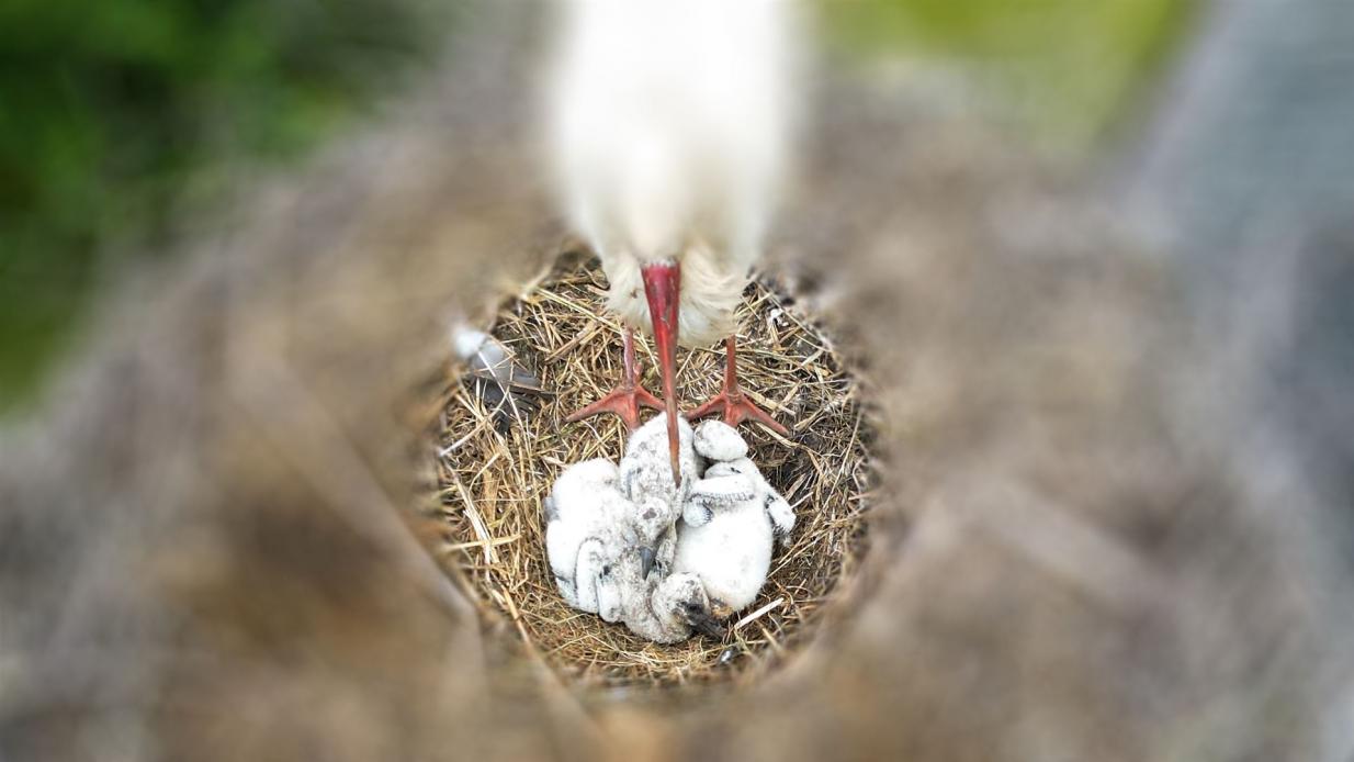 09.06.2025 - Nur noch drei Jungstörche im Horst