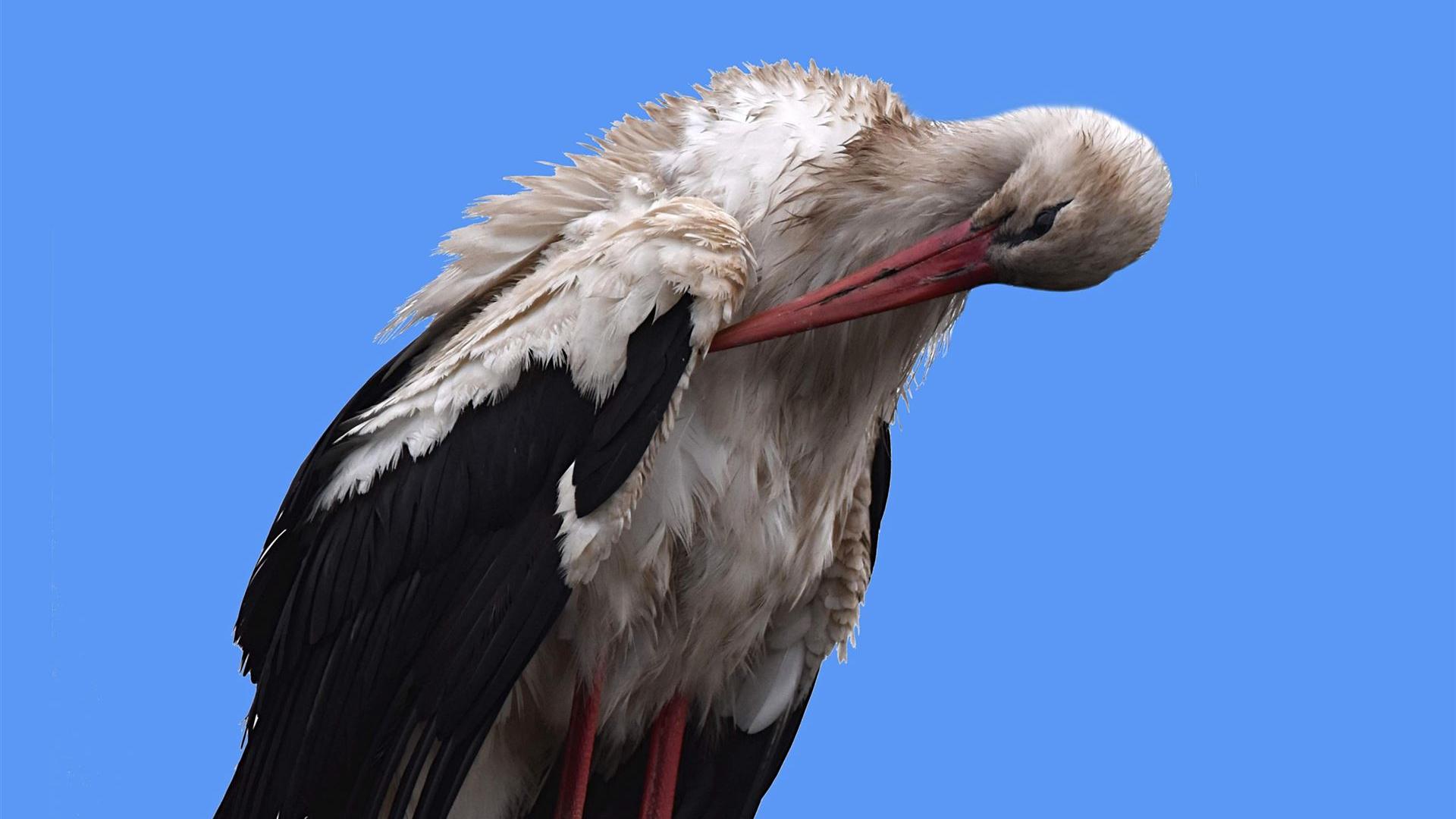 Storch am 17.05.2025