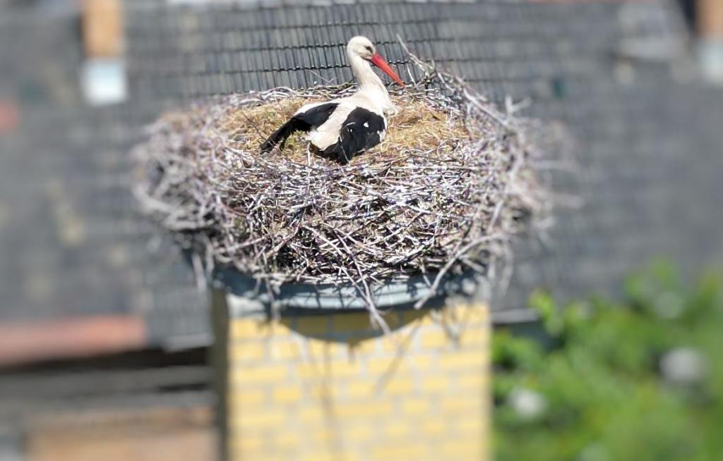 Storch im Nest 1