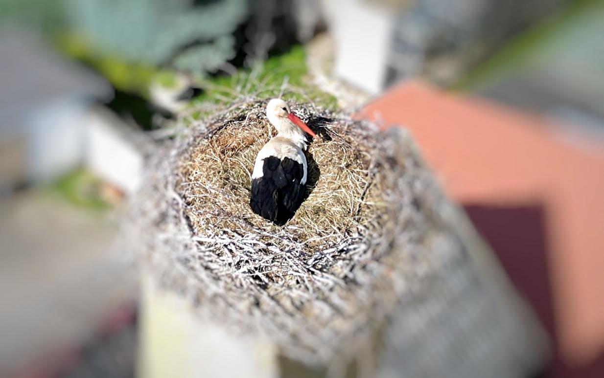 Storch im Nest 