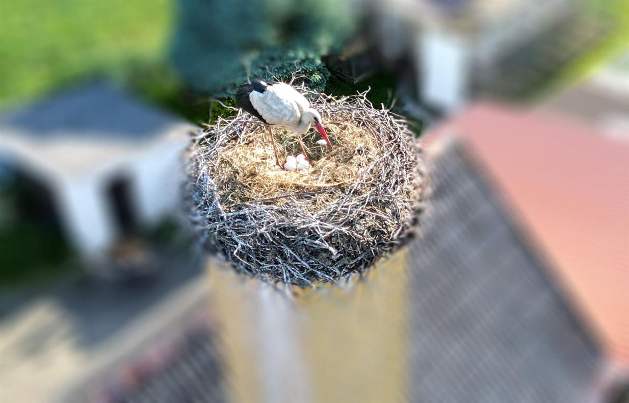 Vier Eier im Groß Dübener Nest
