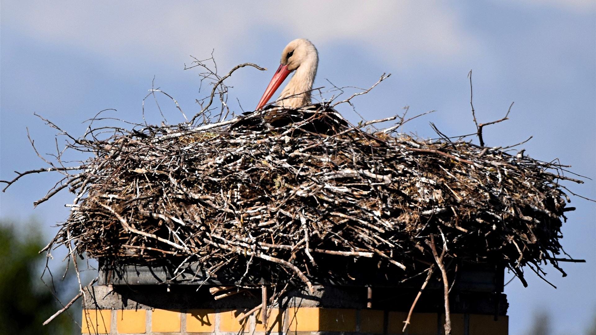 Storch am 15.05.2025