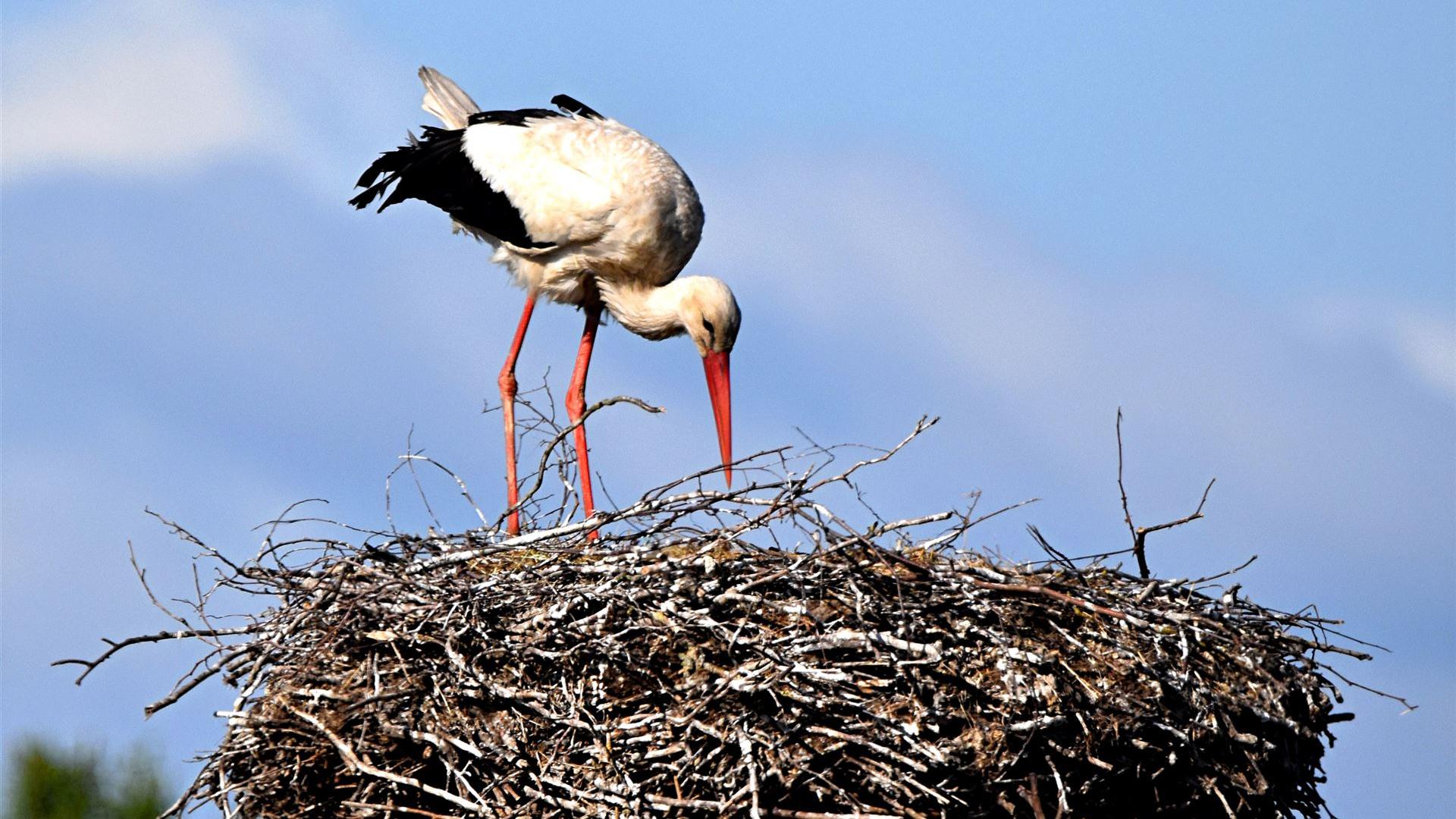 Storch am 15.05.2025