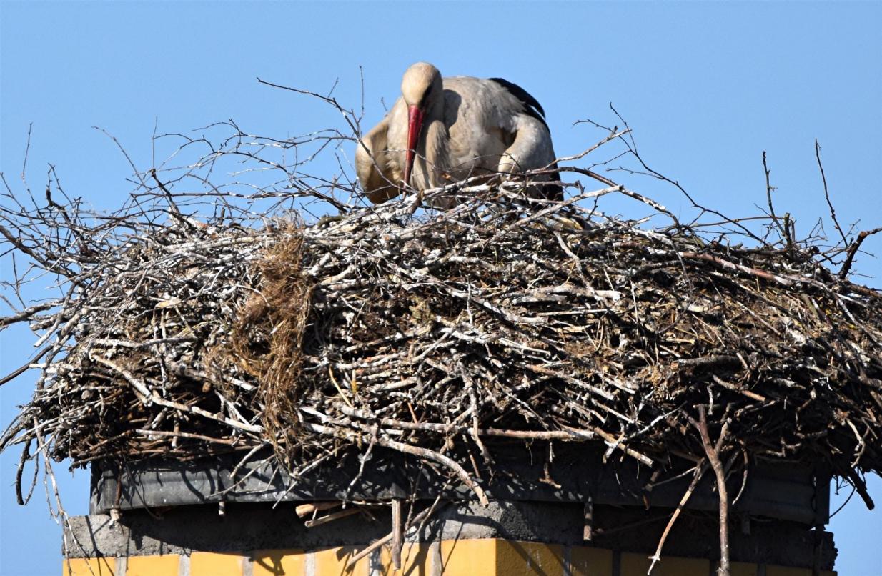 Storch am 24.05.2025 Storch am 24.05.2025