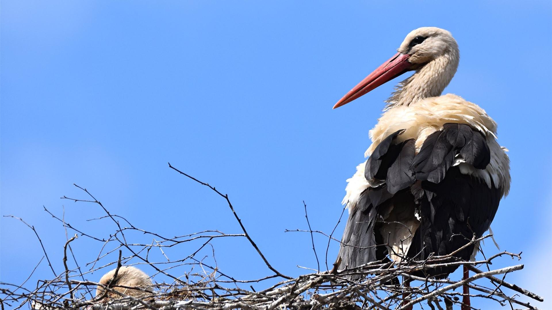 Storch am 24.05.2025