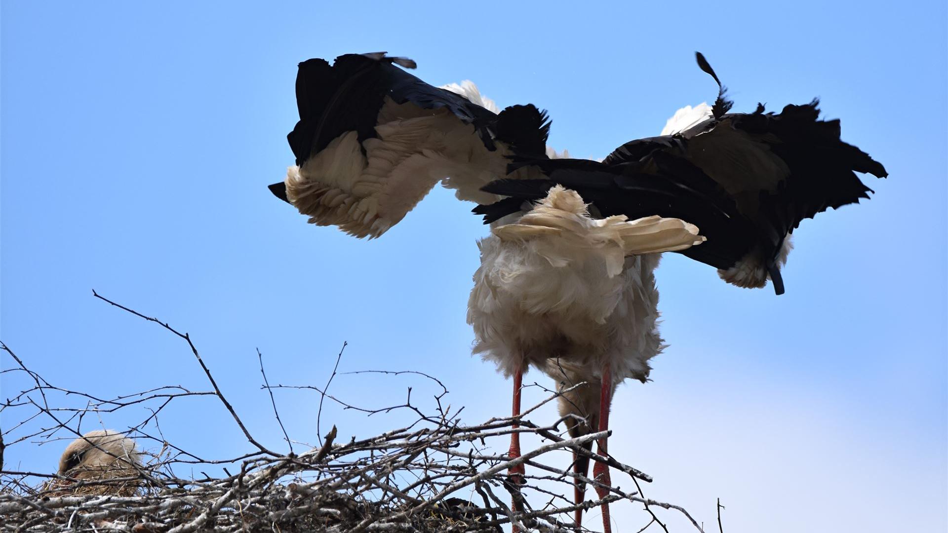 Storch am 24.05.2025