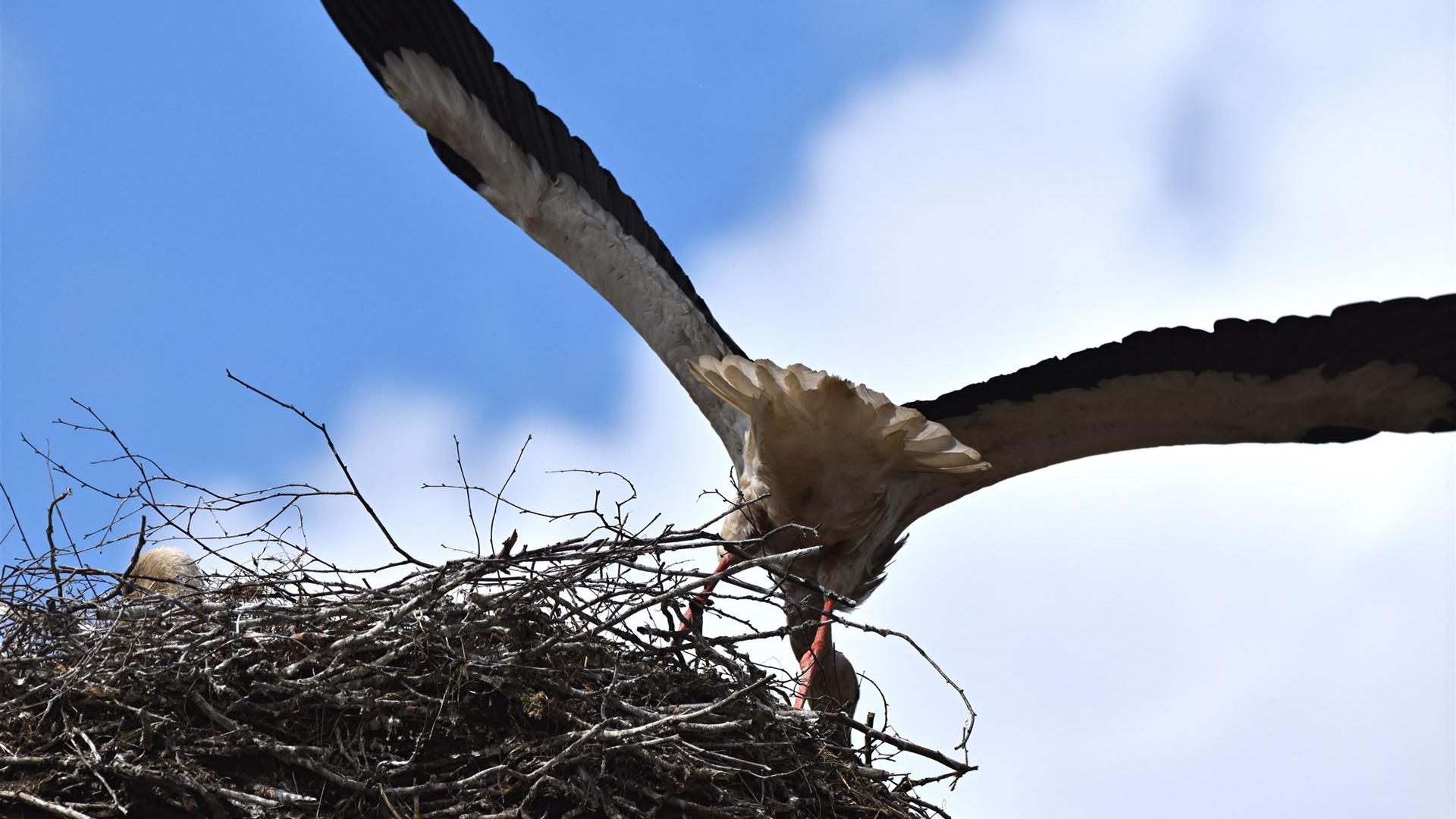 Storch am 24.05.2025