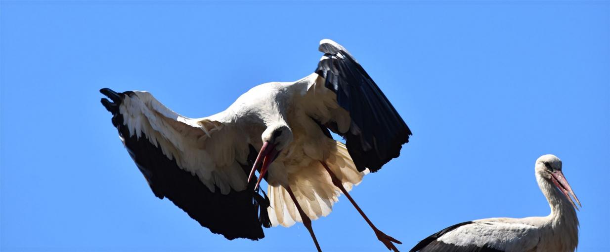 Abflug zur Flugschau