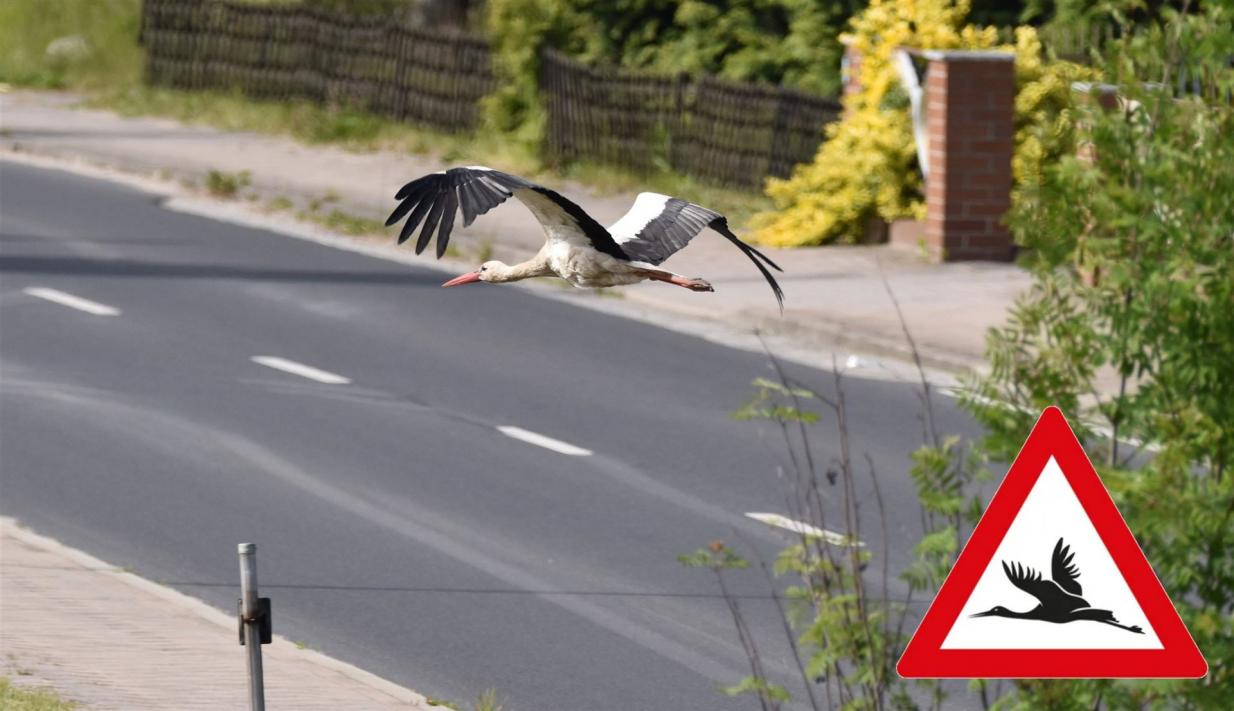 Vorsicht - tieffliegender Storch