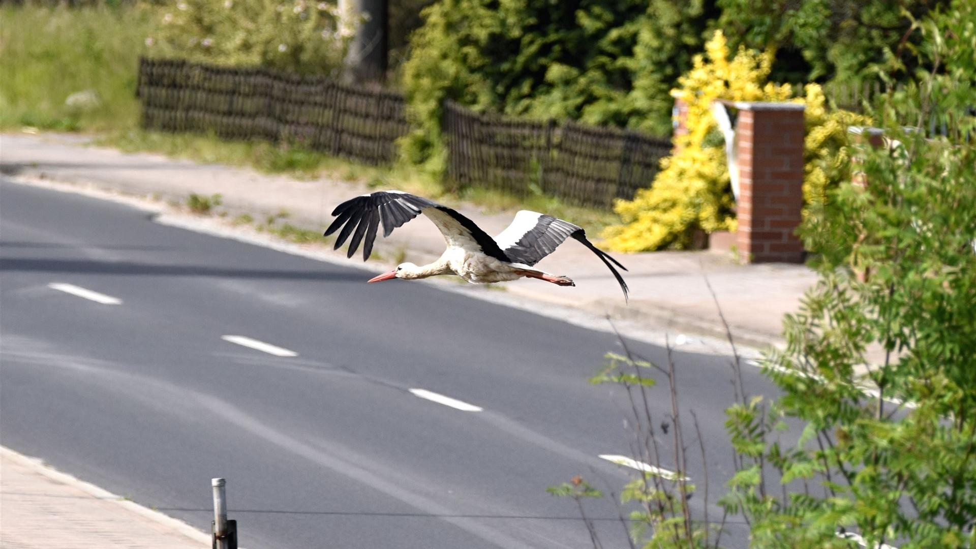 Störche fliegen oft tief, um Baumaterialien für ihre Nester zu sammeln.