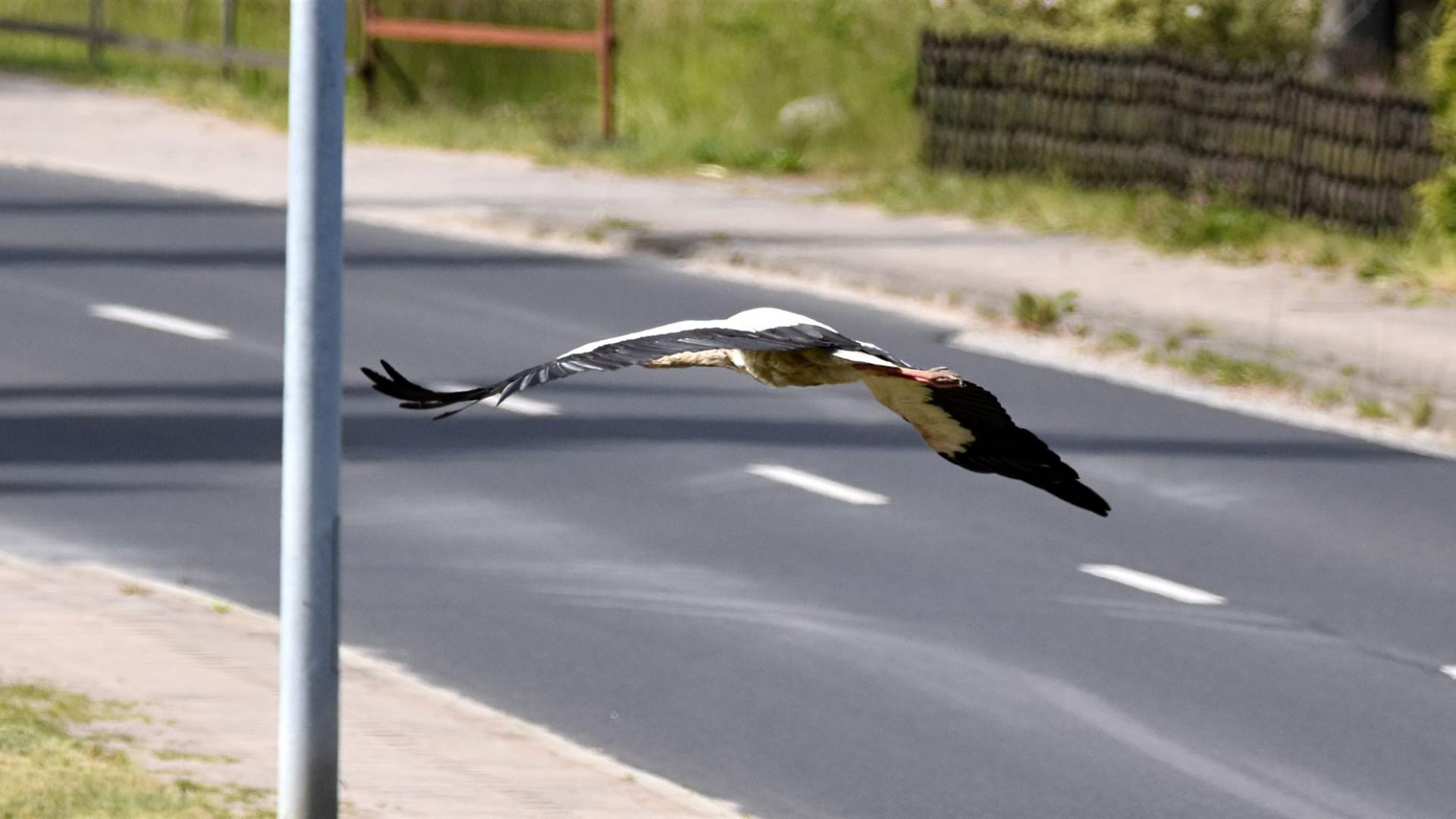 Störche fliegen oft tief, um Baumaterialien für ihre Nester zu sammeln.