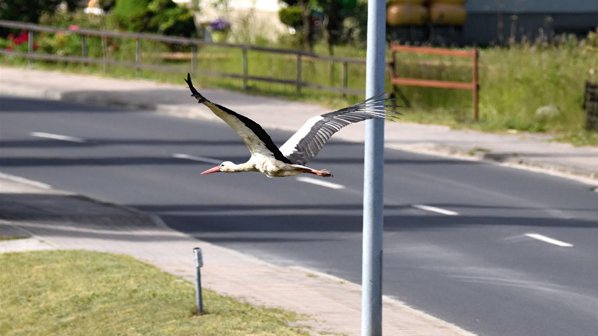 Störche fliegen oft tief, um Baumaterialien für ihre Nester zu sammeln.