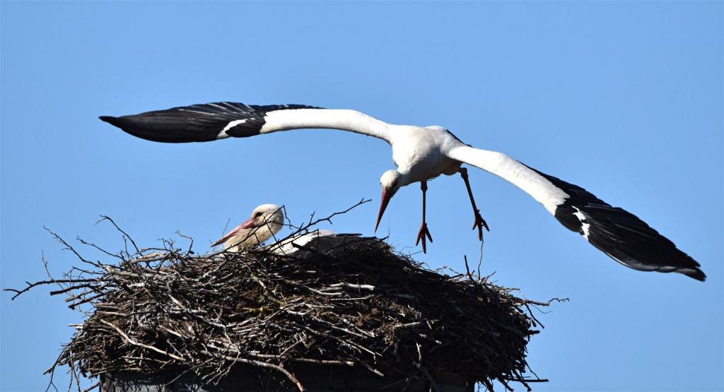 Abflug zur Nahrungssuche