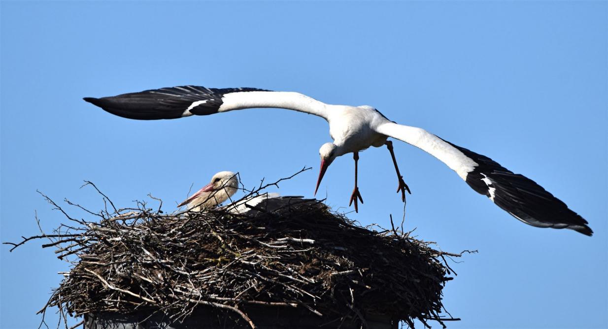 Abflug zur Nahrungssuche Abflug zur Nahrungssuche