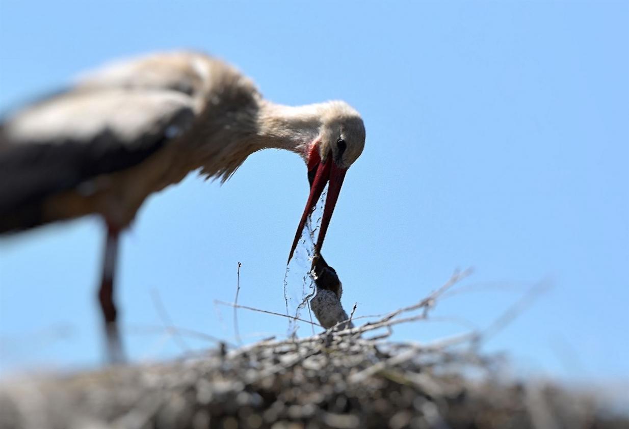 Ein Jungstorch bekommt frisches Wasser