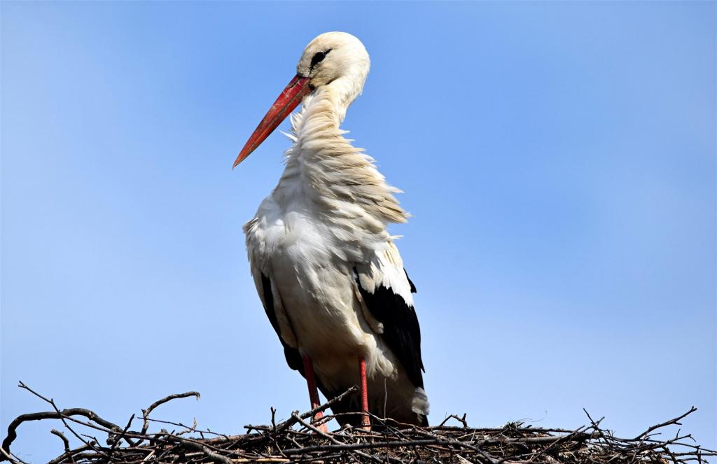 Storch am Ostersonntag