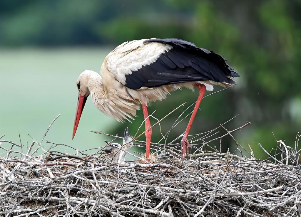 Zwei Storchenkücken betteln nach Futter