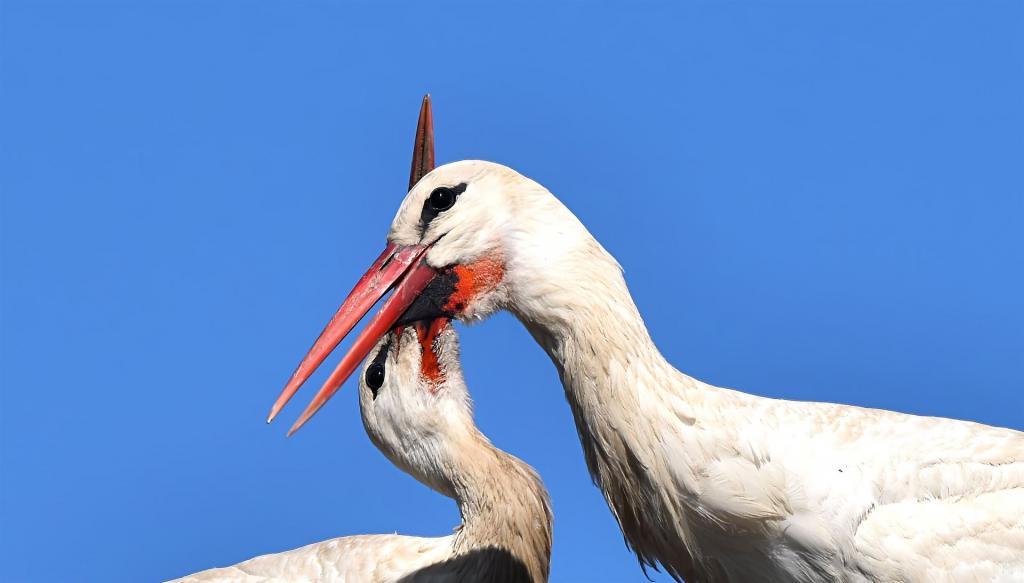 Liebelei am Samstag, den 11.04.2026