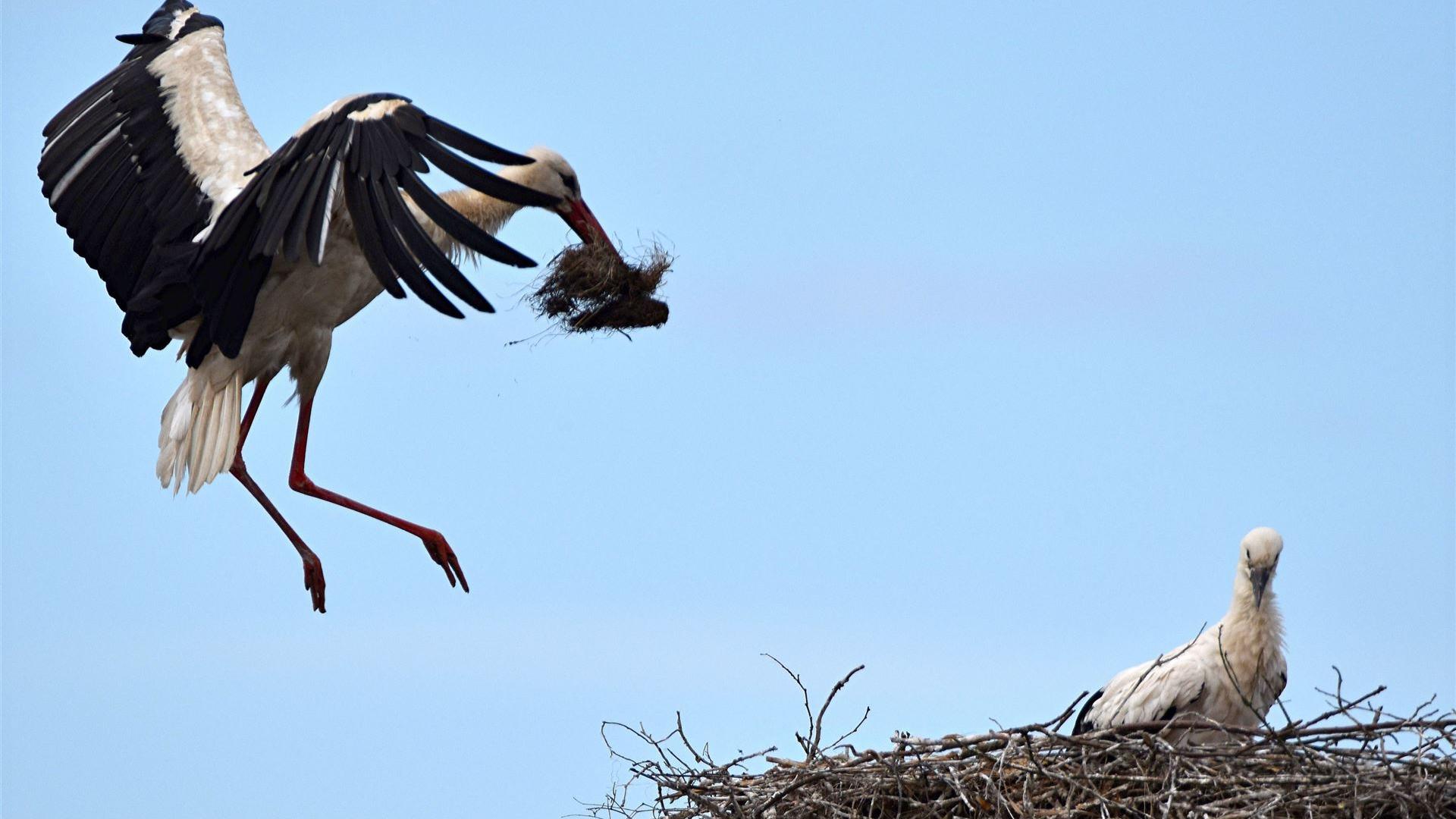 12.07.2026 - Anflug mit Futter