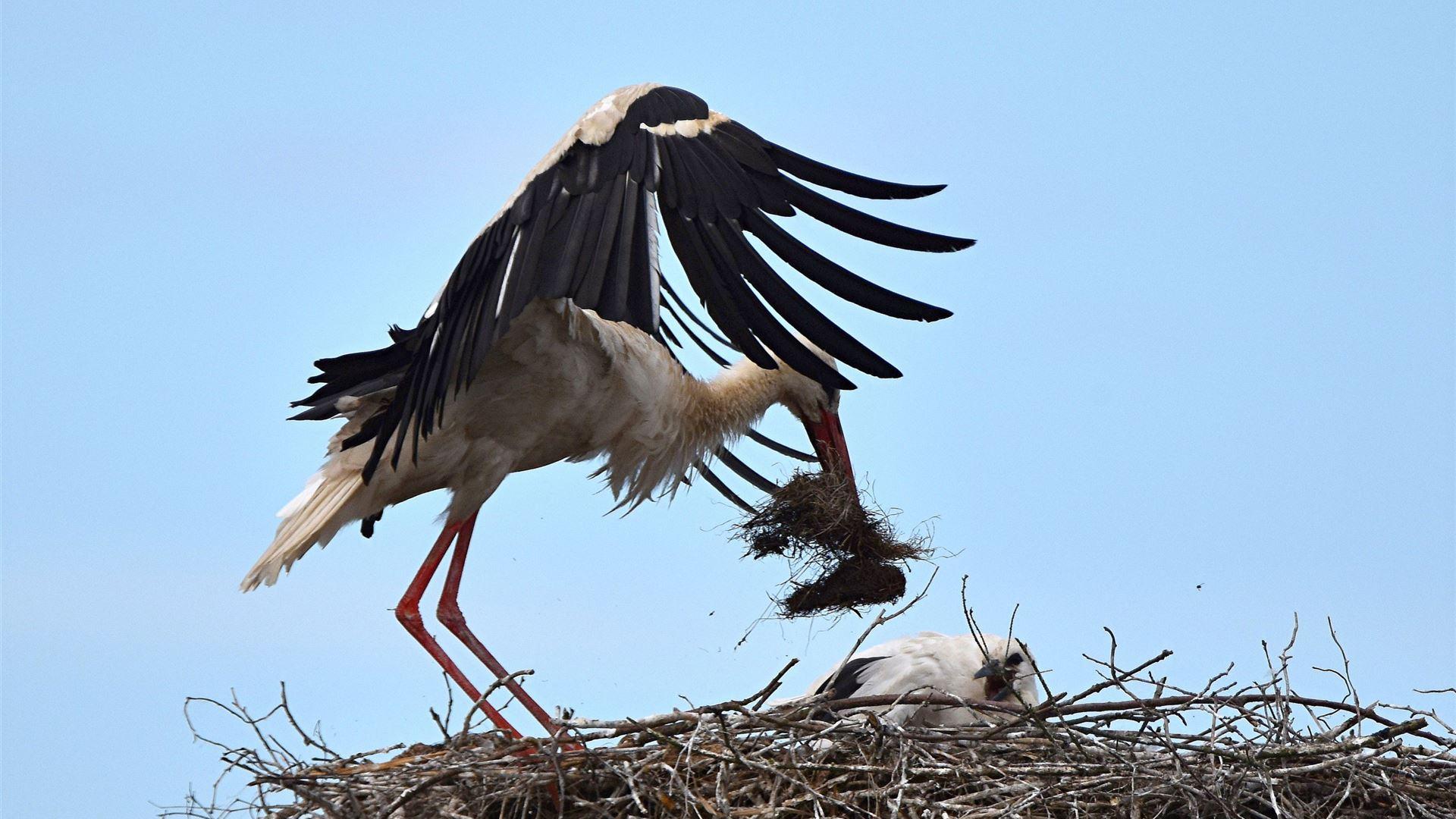 12.07.2026 - Anflug mit Futter