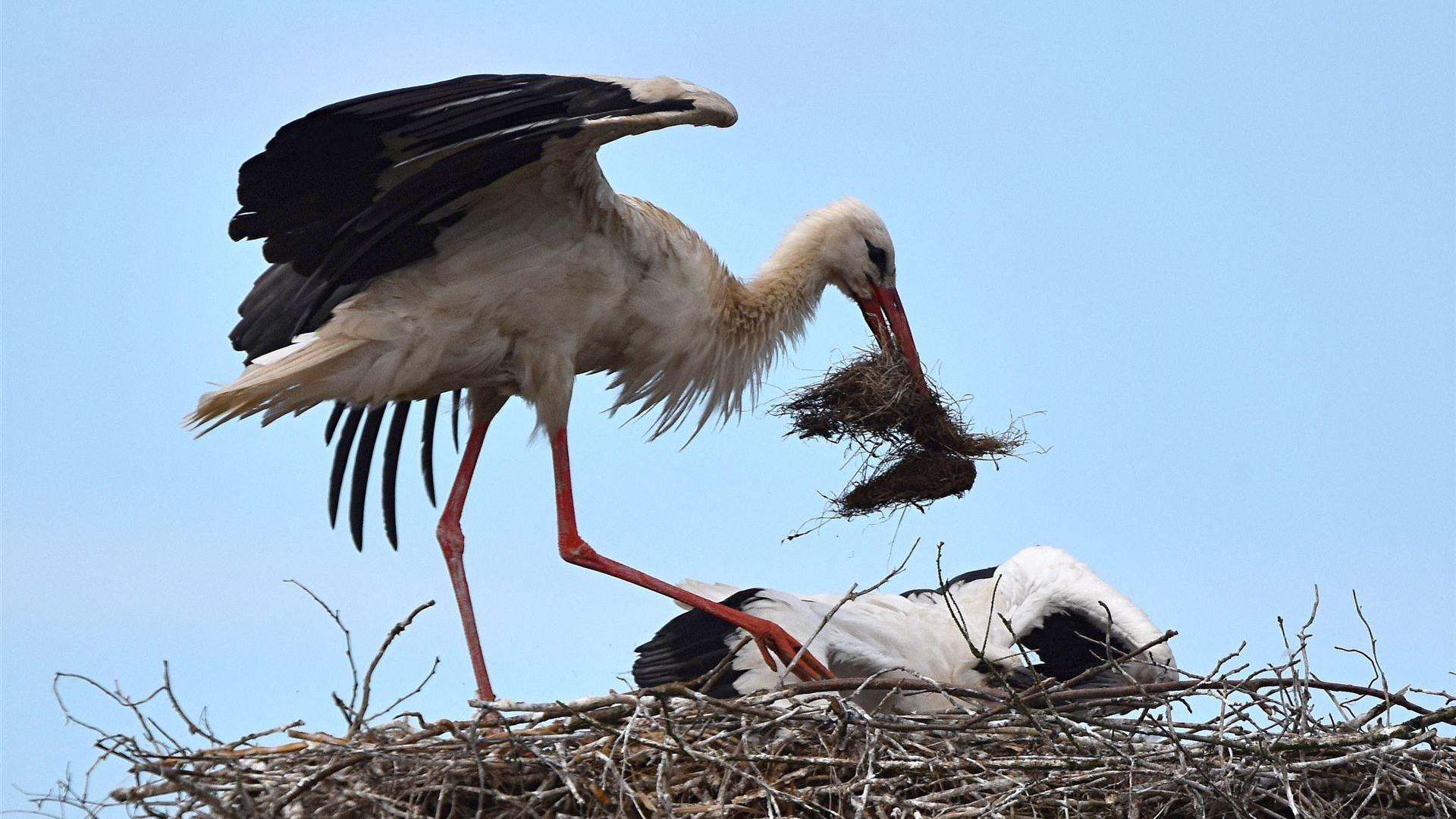 12.07.2026 - Anflug mit Futter